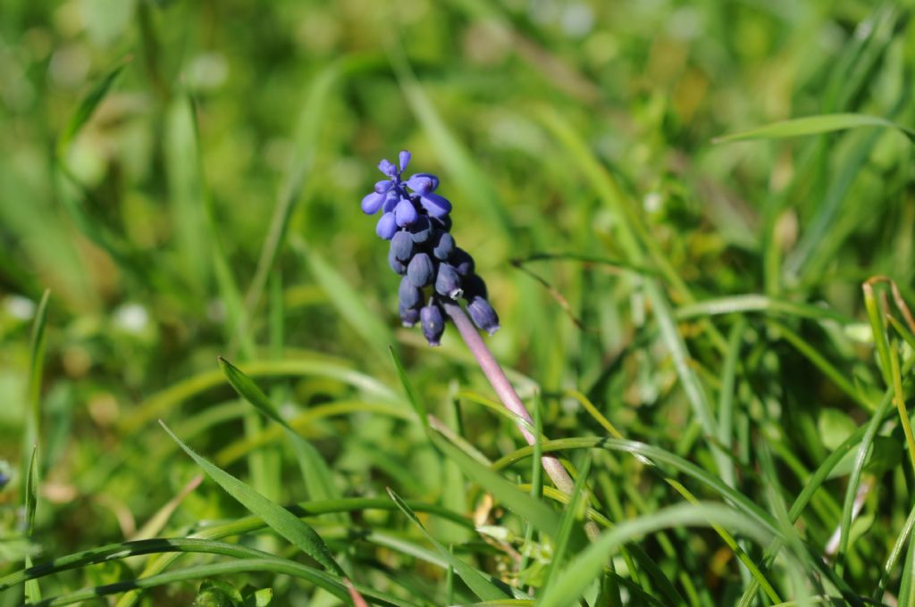 Muscari neglectum / Muscari ignorato